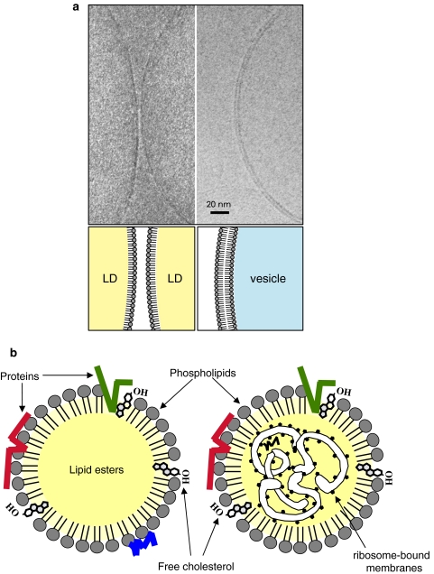 Fig. 2