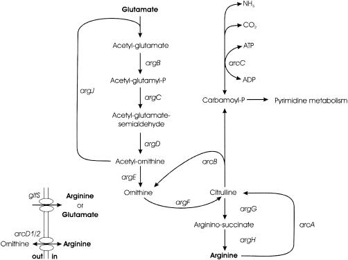 FIG. 1.