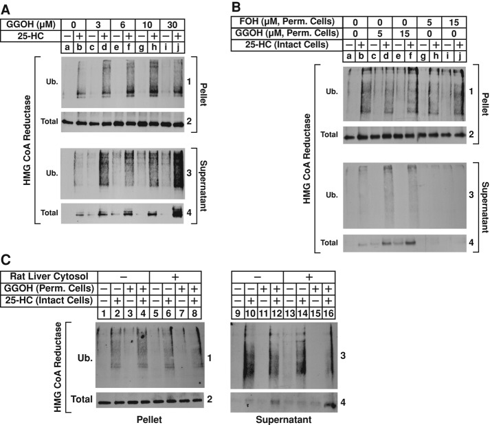 FIGURE 6: