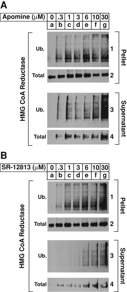 FIGURE 5: