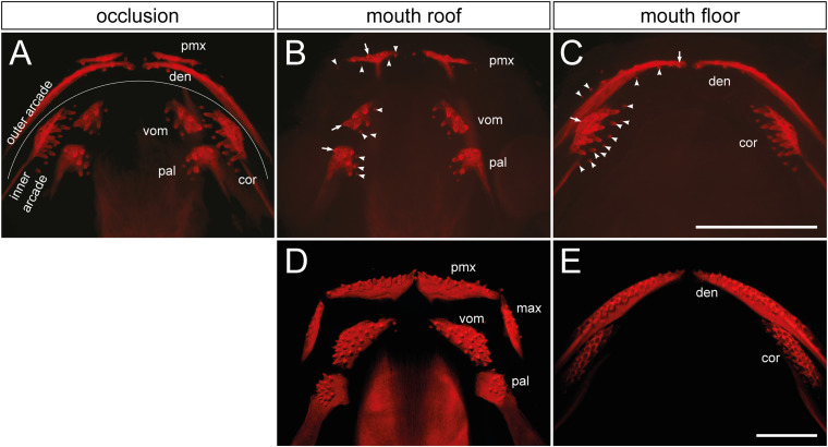 FIGURE 1