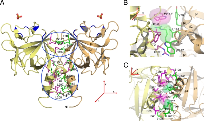 FIG. 2.