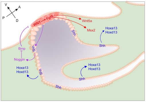 Fig. 7.