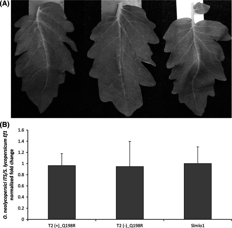 Fig. 4