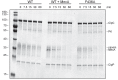 Figure 1—figure supplement 2.