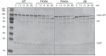 Figure 5—figure supplement 3.
