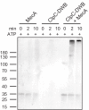 Figure 5—figure supplement 1.