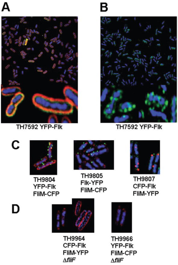 Fig. 4