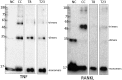 Fig 7