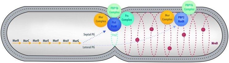 FIGURE 3