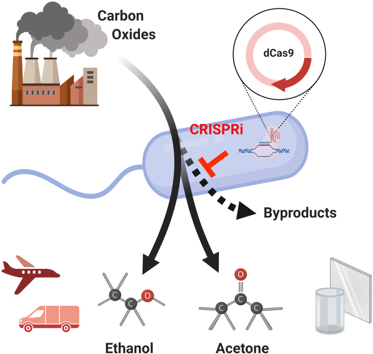 Graphical Abstract