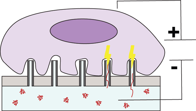 graphic file with name nihms-1053430-f0005.jpg