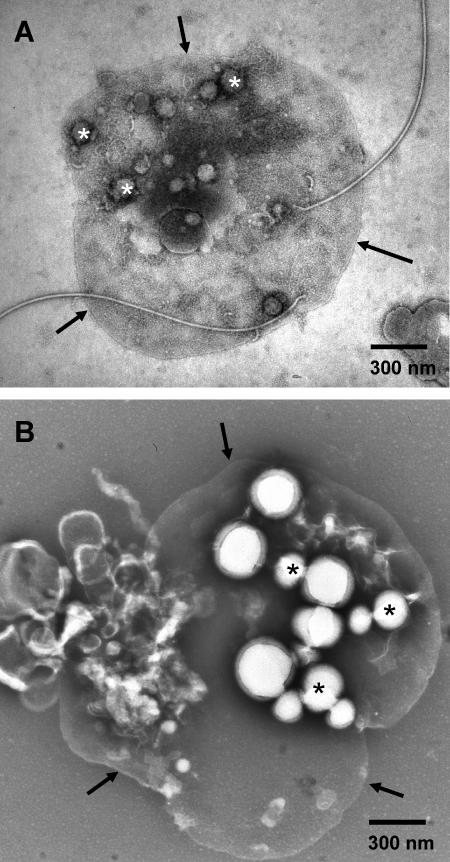 FIG. 5.