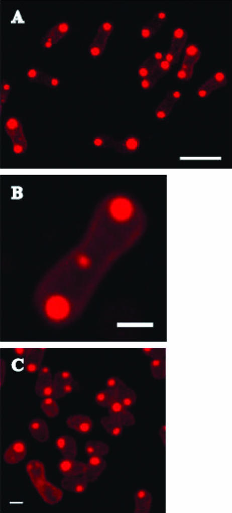 FIG. 7.