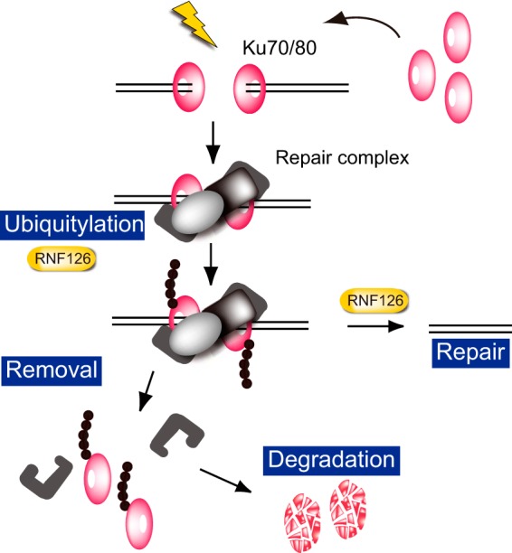 FIG 7