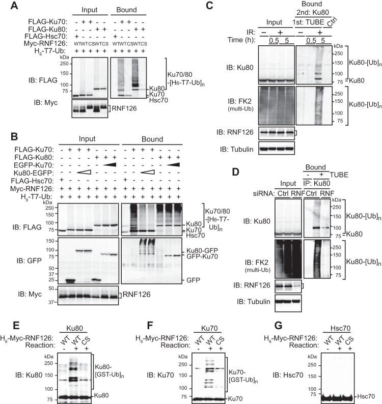 FIG 2