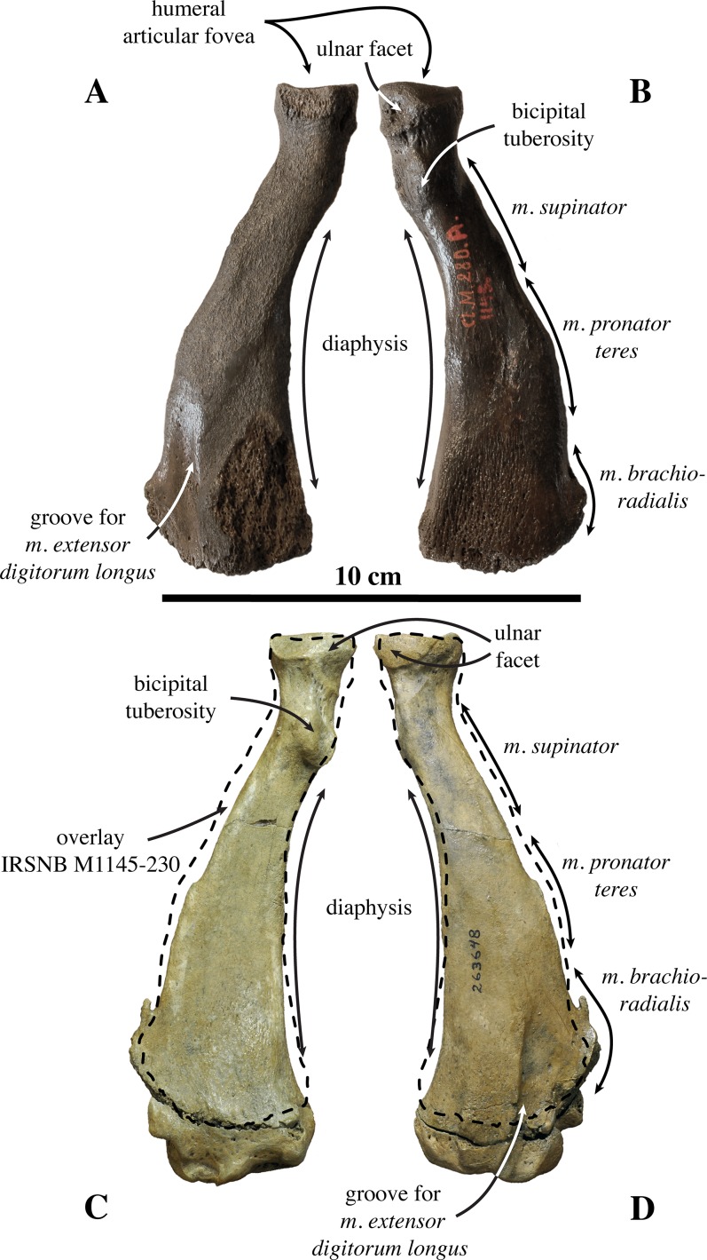 Figure 12