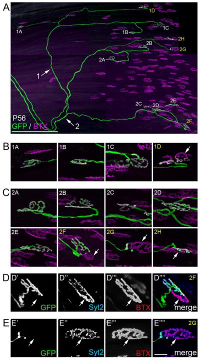 Fig 8