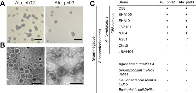 FIG 1