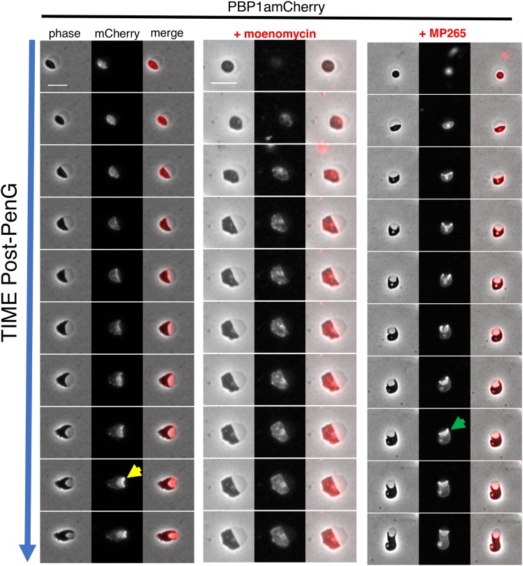 FIG 3