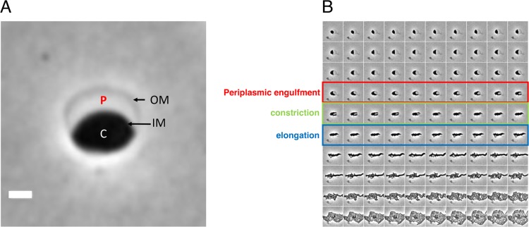 FIG 1