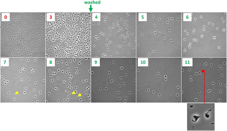 FIG 2