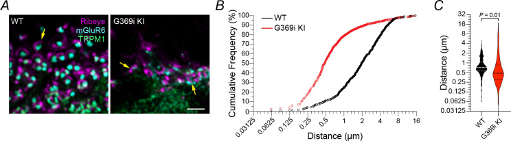 Figure 4—figure supplement 2.