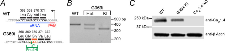 Figure 1—figure supplement 2.