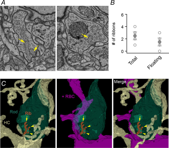 Figure 4—figure supplement 1.