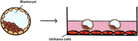graphic file with name 12958_2022_973_Figa_HTML.gif