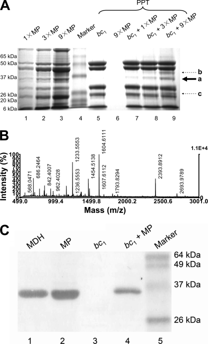 FIGURE 1.