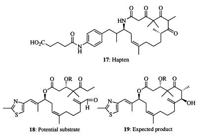 Scheme 3