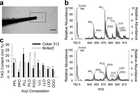 FIGURE 5.