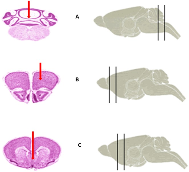 Fig 6