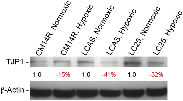 Fig 9