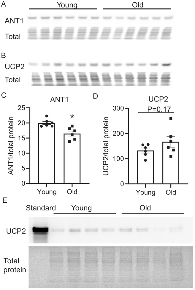 Figure 3—figure supplement 1.