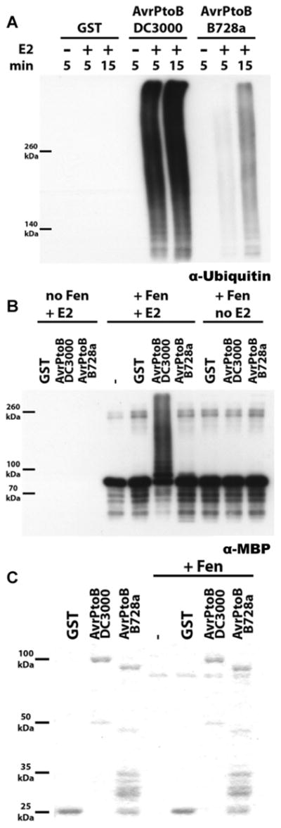 Fig. 5