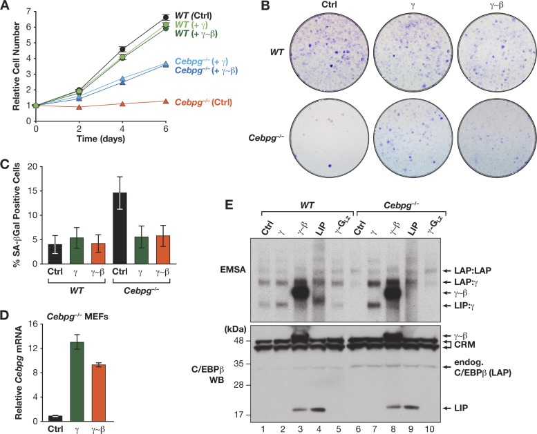 Fig 10