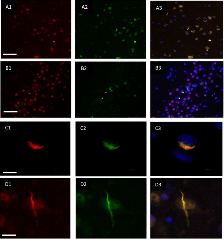 FIGURE 2