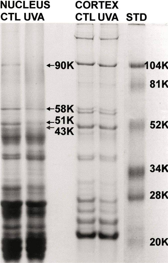 Fig. 11.