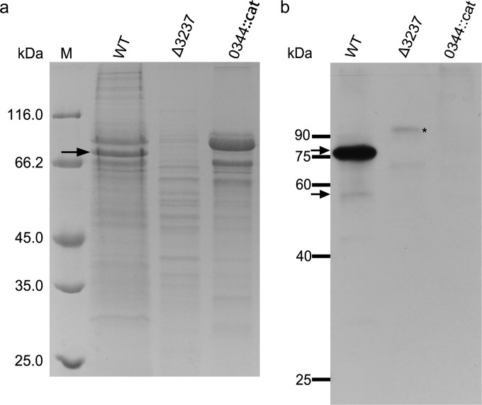 FIG 3