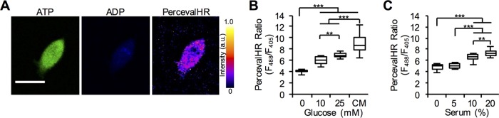 FIGURE 2: