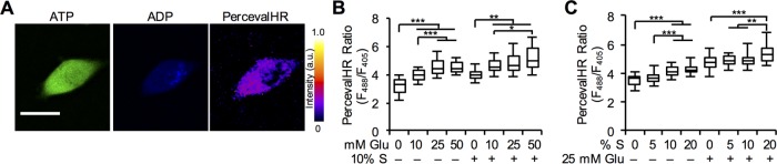 FIGURE 1: