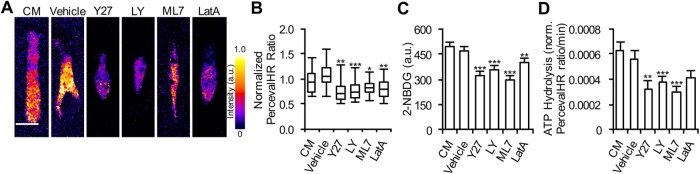 FIGURE 5: