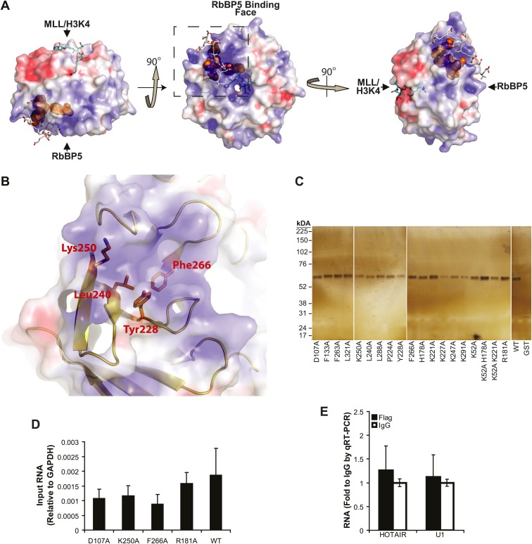 Figure 1—figure supplement 1.