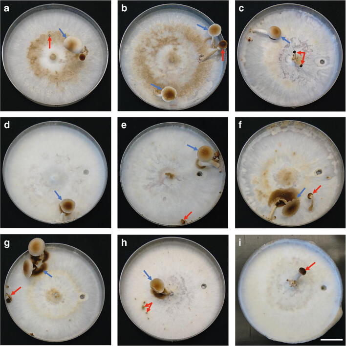 Fig. 3