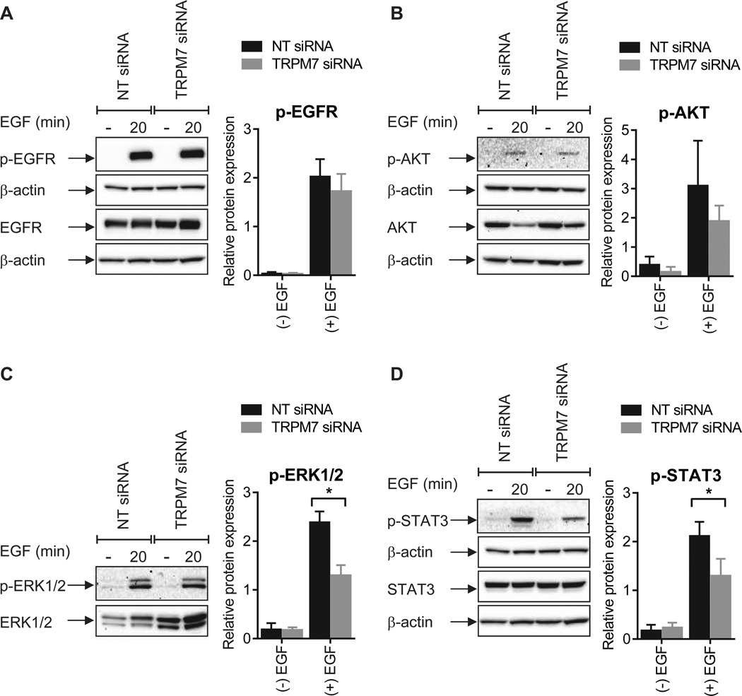 Induction of epithelial-mesenchymal transition (EMT) in breast cancer ...