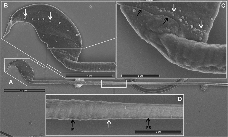 FIGURE 2