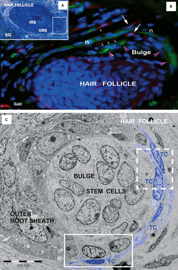 Fig 13