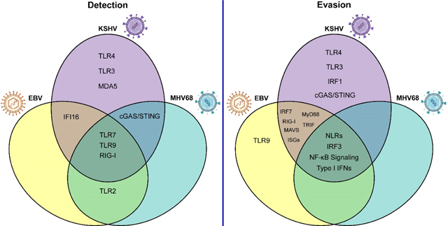 graphic file with name nihms-1735217-f0001.jpg